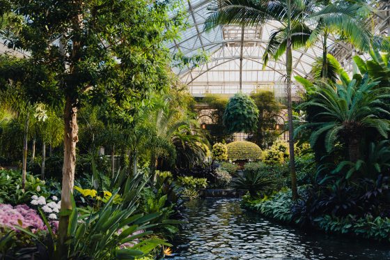 Chrysanthemum Festival 2025