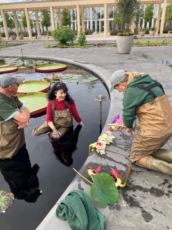 Three gardeners, two in waders, tending to large Victoria water lilies in an ornamental pond with classical columns visible in the background.