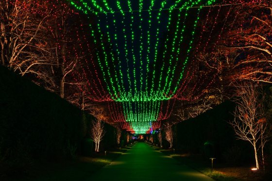 A walkway lined with trees and covered by a dramatic canopy of red and green string lights, creating a festive, illuminated tunnel effect.