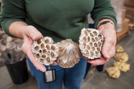 A close-up of a person's hands holding three large, dried lotus seed pods, one shown from the side and two showing the honeycomb-like pattern of the seed cavities.