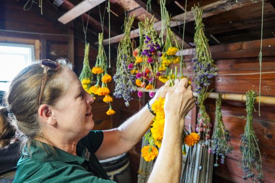 A woman in a green shirt works in a rustic wooden shed, carefully handling bunches of bright yellow, purple, and magenta flowers hanging upside down to dry from the ceiling.