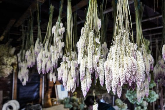 An image inside a shed or storage area showing numerous bunches of creamy white and light purple fuzzy flowers (Celosia) hanging upside down to dry from the ceiling.