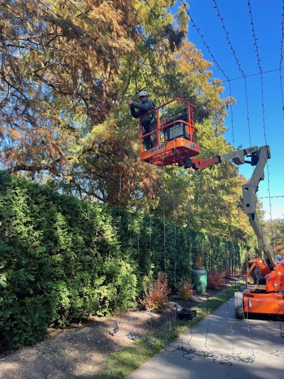 A worker in an orange lift installing long strands of Christmas lights in a tall tree with golden-brown autumn leaves, next to a dense green hedge.