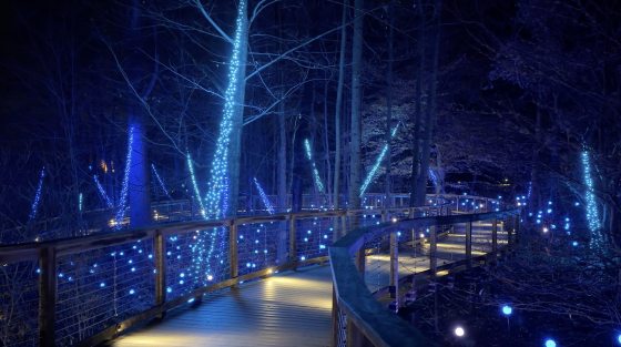 A wooden boardwalk winding through a dark forest at night, brightly illuminated by blue string lights wrapped on tree trunks and blue globe lights along the path and railing.
