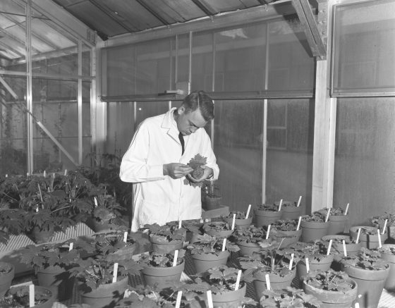 A black-and-white photograph captures Dr. R. W. Lighty, a geneticist, meticulously examining plants in a greenhouse, highlighting Longwood's long-standing commitment to botanical science.