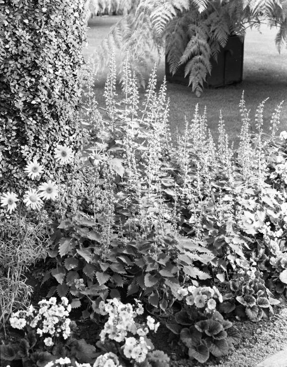 A vintage archival photo by Gottlieb Hampfler showing Coleus thyrsoideus in full bloom within a garden bed. The tall flower spikes are surrounded by primroses and daisies, positioned next to a large, vine-covered pillar.