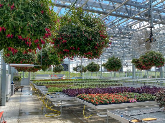 A modern Nursery Production Greenhouse filled with hanging fuchsia baskets and rows of bedding plants like Impatiens.