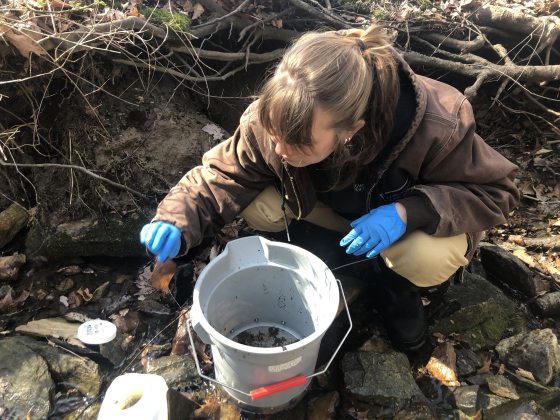 A person conducting Benthic Macroinvertebrate Sampling in a stream, a key method for assessing water quality and ecosystem health.