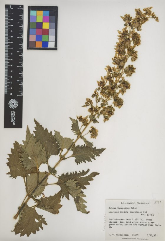 A scientific herbarium sheet from January 10, 1958, showing a pressed and dried specimen of Coleus thyrsoideus Baker. The sheet includes a color reference card, a metric ruler, and a label identifying it as a "suffrutescent herb" with "Gentian Blue" petals, collected from Longwood Gardens Greenhouse #12.