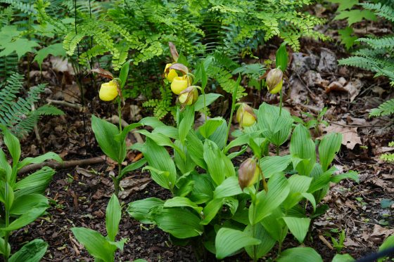 A rare orchid growing in the wild, with yellow bell like flowers, and lots of green leaves, on a forest floor.
