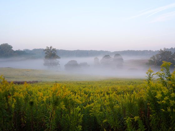A serene landscape photo captures a foggy morning in a meadow filled with Goldenrod (Solidago), illustrating the naturalistic beauty of the Brandywine Valley landscape that Longwood preserves.
