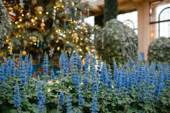 A vibrant, low-angle shot focusing on the dense, upright blue flower spikes of the coleus. In the soft-focus background, a large Christmas tree adorned with blue and gold ornaments and twinkling lights complements the floral display.