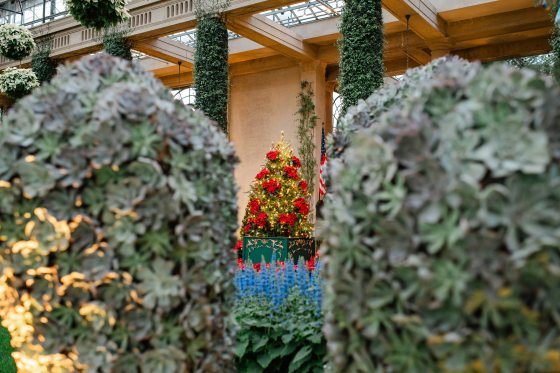 A wide-angle, slightly obscured shot looking through large, textured succulent mounds toward a festive Christmas tree decorated with red poinsettias. In the foreground, a cluster of vibrant blue Coleus thyrsoideus spikes stands out against the green lawn.