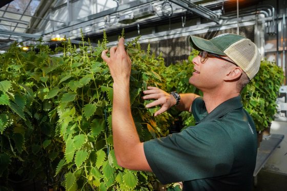 A Longwood Gardens horticulturist, wearing a green branded shirt and cap, inspects a tall Coleus thyrsoideus plant in a production greenhouse. He is reaching toward the developing flower spikes at the top of the foliage.