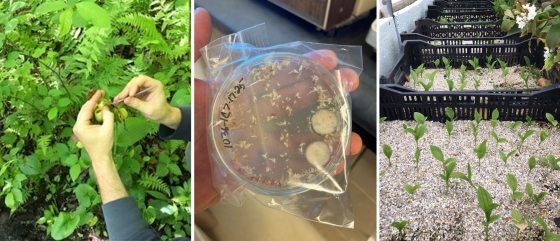Left: A close-up of a person’s hands using a metal tool to carefully extract seeds from a green plant pod in a forest setting. Center: A hand holding a circular Petri dish containing small germinating seeds. The dish is sealed in a clear plastic bag with handwritten identification numbers.  Right: Several rows of black plastic nursery crates filled with light-colored gravel. Small, bri.