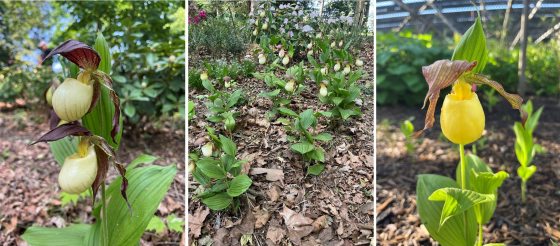 Left: A close-up of a Yellow Lady's Slipper orchid (Cypripedium) showing two distinct creamy-yellow "pouches" with deep maroon, twisted petals extending from the sides.  Center: A wide shot of a garden or forest floor featuring a large colony of Yellow Lady's Slipper orchids in full bloom, surrounded by fallen brown leaves and other green shrubs.  Right: A single Yellow Lady's Slipper orchid in sharp focus against a blurred greenhouse background. The orchid features a vibrant yellow bulbous pouch.