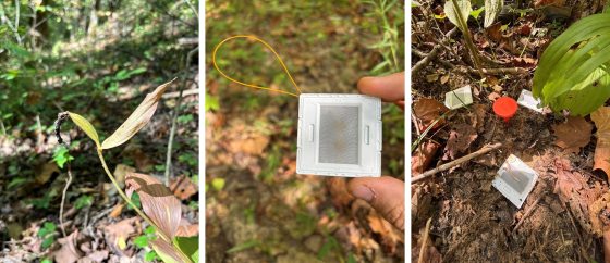 Left: A single, slender plant stem with two elongated green leaves growing from the forest floor. Center: A hand holding a small, white plastic square frame containing a fine mesh screen. An orange string loop is attached to the top of the frame. Right: Three of the white mesh seed frames placed on the soil at the base of a plant. A bright red plastic marker is staked into the ground nearby to identify the stem.