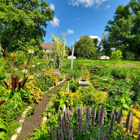 Lauryn McMiller’s garden plot, showing a lush, diverse landscape. In the foreground are large pink and red dahlias. Behind them, a tall, variegated grass stands next to a structure completely covered in dense green vines.