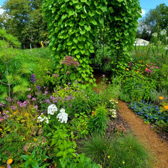 A detailed view of a student garden featuring a vine-covered arbor that creates a shaded seating nook. A winding path made of pine needles or straw leads through a variety of perennials, including white Phlox, purple Verbena, and blue Lobelia.