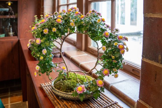 A creative 'Yukari' Single Mum bonsai shaped into a near-perfect circle or "moon gate" style. The thin, flexible branches are arched over a mossy base, covered in small pink flowers with bright yellow centers. It sits on a bamboo mat in front of a window.