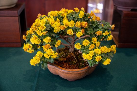 A vibrant yellow Anemone Mum (Chrysanthemum x morifolium 'Seigi') trained as a bonsai. It features a thick, woody trunk with multiple branches forming a rounded canopy of dense yellow flowers. The plant is set in a shallow, scalloped brown ceramic pot with moss covering the soil.
