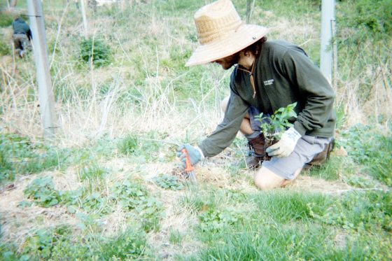 Joshua Ferris, wearing a wide-brimmed straw hat and gloves, is shown kneeling in a field and using a hand tool to plant a small seedling into the grass as part of the restoration efforts.