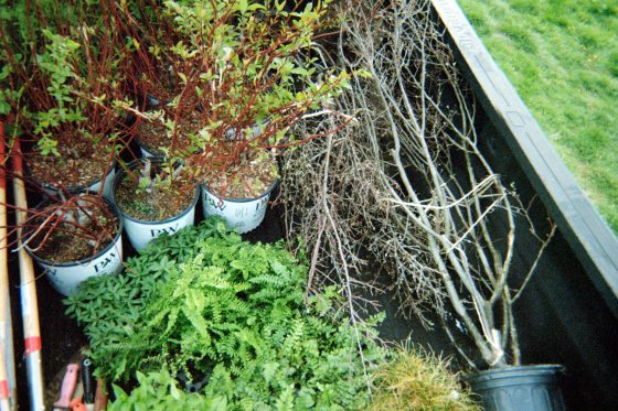 An overhead view of the truck bed filled with plants for the Earth Day restoration project. Visible plants include ferns, red-stemmed dogwoods, and several larger shrubs in nursery containers.