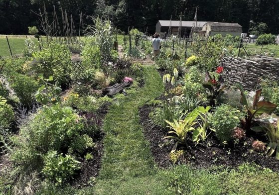 Micah Hill’s garden plot, characterized by a winding grass path cutting through dark-mulched beds. The garden includes architectural plants like Canna lilies, Kniphofia (Red Hot Poker), and tall grasses, with a rustic woven branch fence on the right.