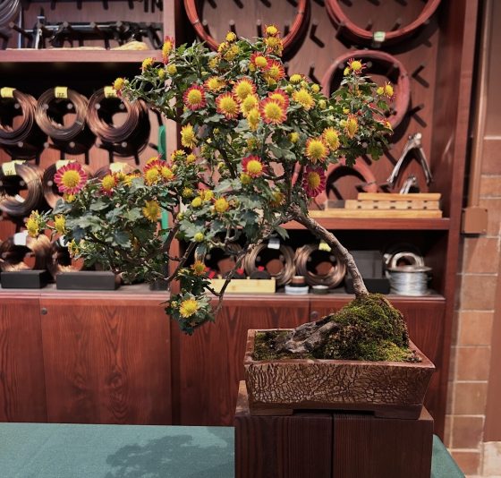 A cascading chrysanthemum bonsai by Melanie De La Cruz, featuring bicolor flowers that transition from red at the edges to yellow in the centers. The trunk leans sharply to the left over a rectangular, textured stone-like pot. In the background, various spools of training wire are visible on workshop shelves.