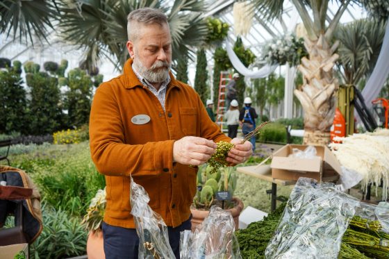 Steven Cox stands at a greenhouse workbench, meticulously trimming plants for the exhibit.
