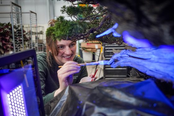 A close-up of a smiling woman painting the intricate wood of a bonsai tree. She is using a small brush to apply a coating that glows bright electric blue under the UV light panel visible in the corner of the frame.