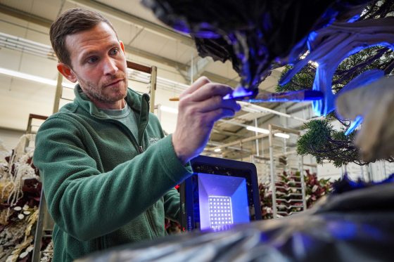 A person in a green fleece jacket carefully applies a specialized UV-reactive substance to the deadwood of a bonsai tree using a paintbrush. A blue LED light panel is positioned nearby to test the glowing effect as they work.