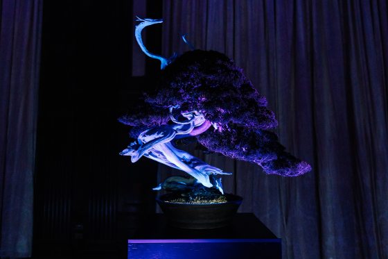 A single bonsai tree in a dark room, illuminated by UV light. The deadwood of the trunk and branches glows a ghostly white-blue, contrasting sharply against the dark, dense foliage and the deep shadows of the room.