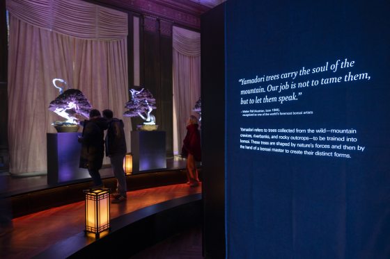 A wide shot of the "Garden Glow" exhibition at Longwood Gardens. Visitors walk through a darkened gallery featuring glowing bonsai trees on pedestals. A large blue wall in the foreground displays a quote by Walter Pall: "Yamadori trees carry the soul of the mountain. Our job is not to tame them, but to let them speak."