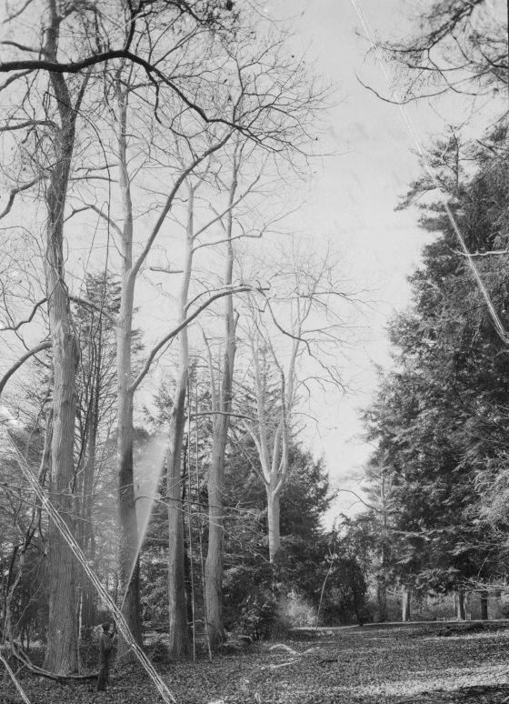 A historical black-and-white photograph depicting a man standing at the base of several tall, slender chestnut trees. He is using a high-pressure hose to spray a misty treatment high into the upper branches.
