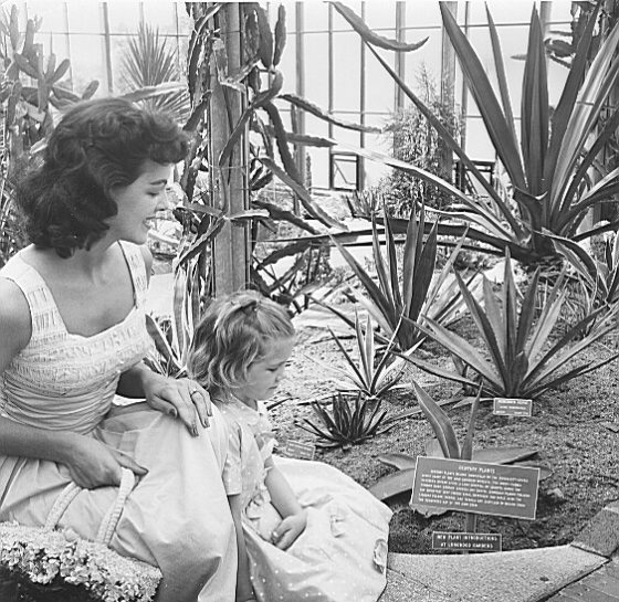 A vintage black-and-white photograph showing a woman and a young girl kneeling in a greenhouse or conservatory, looking at desert plants. Several plant labels are staked into the sandy soil at the base of various Agave-like plants. One large label in the foreground provides detailed text under the heading "CENTURY PLANTS."