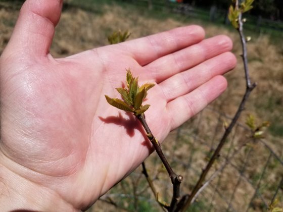 A close-up, top-down view of a person’s palm holding a young, budding branch of an American Chestnut tree. The small, serrated green leaves are just beginning to unfurl against a blurred outdoor background.
