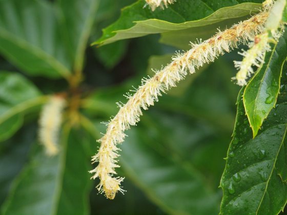 A vibrant, close-up shot of a chestnut tree's catkin, covered in fine yellow-white stamens. Dewdrops cling to the long, slender flower and the surrounding deep green, waxy leaves.