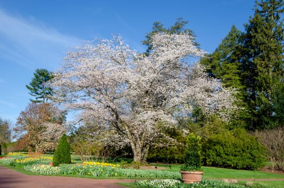 A cherry tree with light pink blossoms is centered amidst a brick walkway lined with yellow and white flowers, a blue sky, and a backdrop of trees. 