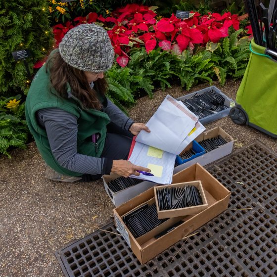 A high-angle shot of a person wearing a green vest and a knit hat, kneeling on a stone walkway next to a garden bed filled with vibrant red poinsettias. They are holding a large three-ring binder and pointing at a yellow sticky note. Surrounding them are several cardboard boxes and a plastic bin filled with hundreds of small black plant identification labels, ready for installation.