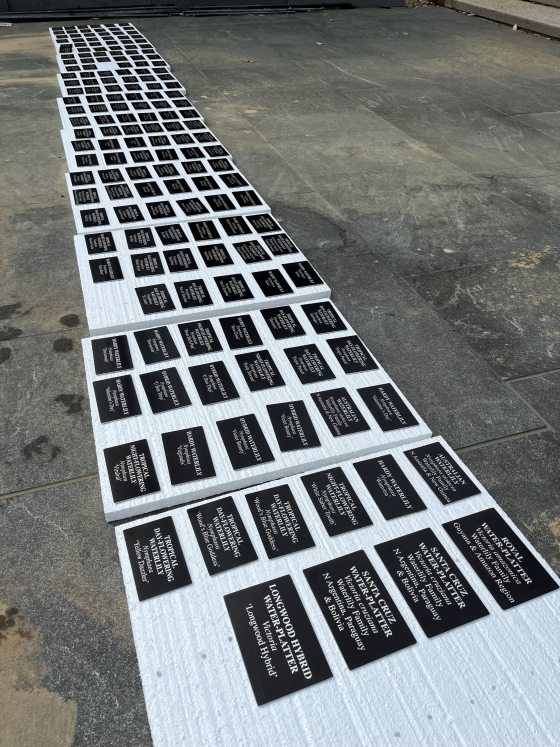 A long, high-angle shot of dozens of black plant identification labels laid out in neat rows on white foam boards on a stone patio. The labels are being organized for the "Waterlily Court," featuring names like "ROYAL WATER-PLATTER," "SANTA CRUZ WATER-PLATTER," and "LONGWOOD HYBRID WATER-PLATTER."