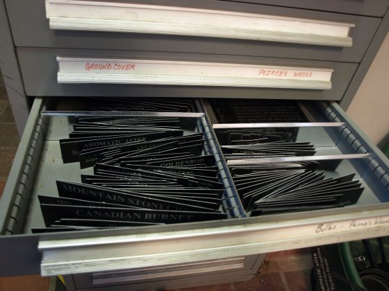 A close-up view of an open metal filing drawer labeled "GROUND COVER" and "PEIRCE’S WOODS." The drawer contains two rows of black plant labels arranged vertically. Prominent labels in the front include "CANADIAN BURNET" and "MOUNTAIN STONECROP."