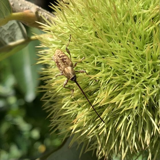 A detailed macro photograph of a Large Chestnut Weevil (Curculio caryatrypes) resting on the sharp, needle-like spines of a green chestnut burr. The weevil's exceptionally long, thin rostrum (snout) is clearly visible.