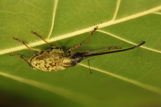 A high-resolution macro profile of a Large Chestnut Weevil clinging to the underside of a bright green leaf. The intricate patterns on its tan and brown body, its jointed legs, and its signature long snout are sharply in focus against the leaf's veins.