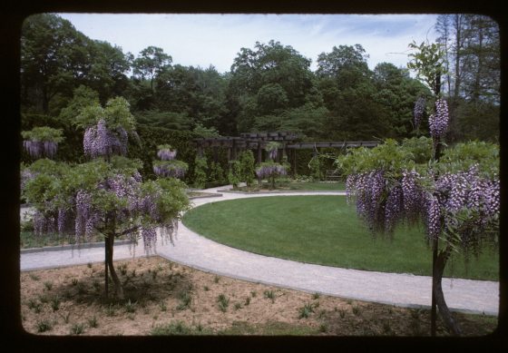 An architectural view of a formal garden path bordered by high stone walls. A wooden pergola or trellis structure spans the walkway, supporting a lush canopy of flowering Wisteria. The sunlight filters through the purple blooms, casting soft shadows on the stone pavers below.
