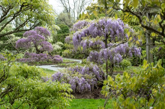 A vibrant, close-up shot of a Wisteria vine in peak bloom. Dozens of long, pendulous clusters of bright purple flowers hang heavily from a dark, woody vine, creating a dense curtain of blossoms against a soft, out-of-focus green background.