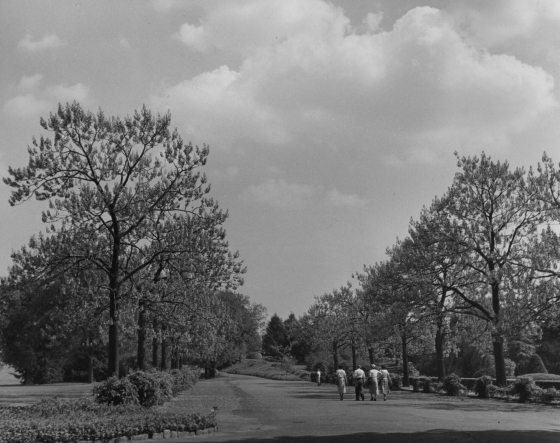 A black-and-white historical photograph of a grand, tree-lined avenue. Massive, stately trees with wide canopies arch over a long drive, creating a tunnel-like effect. The composition emphasizes the scale and age of the trees, leading the eye toward a bright opening at the end of the road.