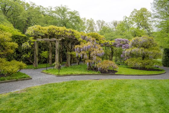 A wide angle image of a wisteria garden at Longwood Gardens.