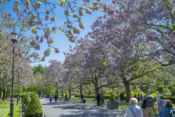 A lush, green landscape featuring a row of Paulownia trees with large, heart-shaped leaves and tall spikes of purple flowers. The trees line a manicured lawn, and a classical stone structure or gazebo can be seen partially hidden by the foliage in the background.