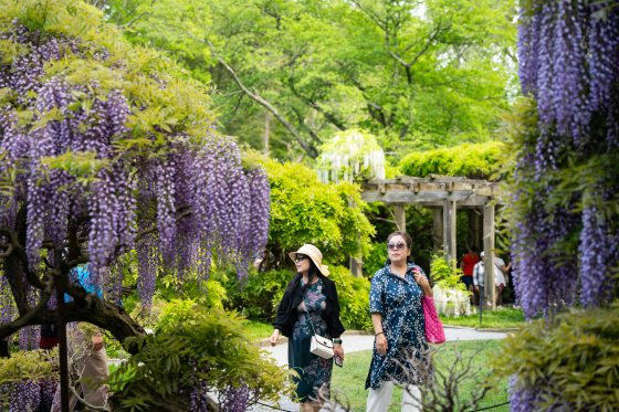 A wide view of a formal garden featuring a long, dark pool of water. On the left, a large stone wall is covered in climbing Wisteria with lavender blooms. The reflection of the flowers and the surrounding green trees is visible in the still surface of the water.